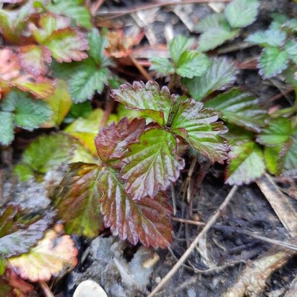 Potentilla indica Leaf