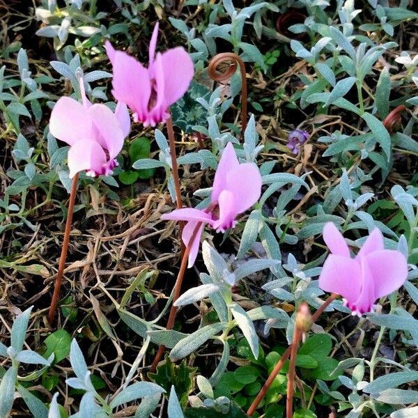 Cyclamen hederifolium Квітка