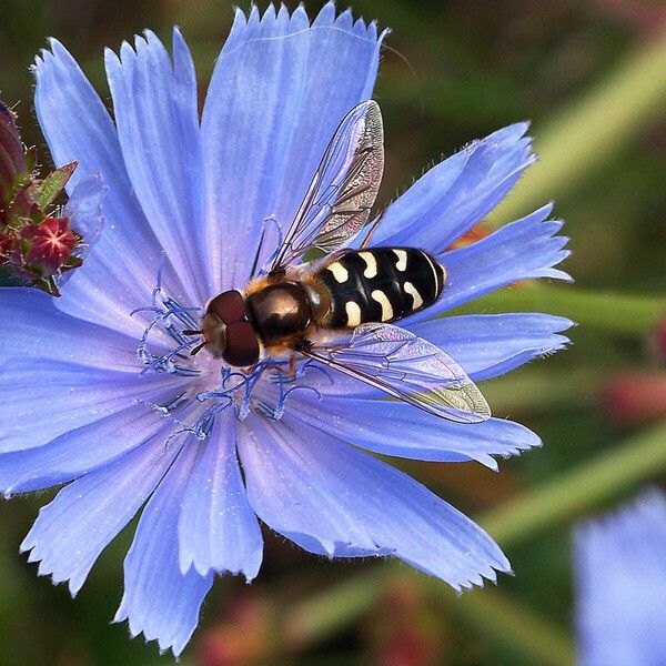 Cichorium intybus Flor