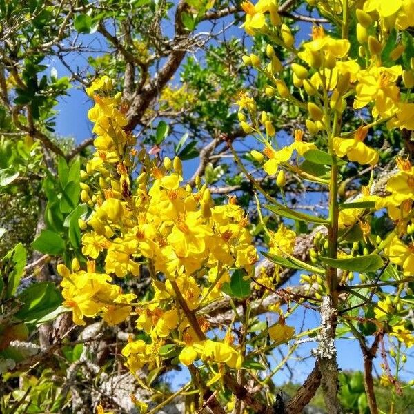 Ouratea spectabilis