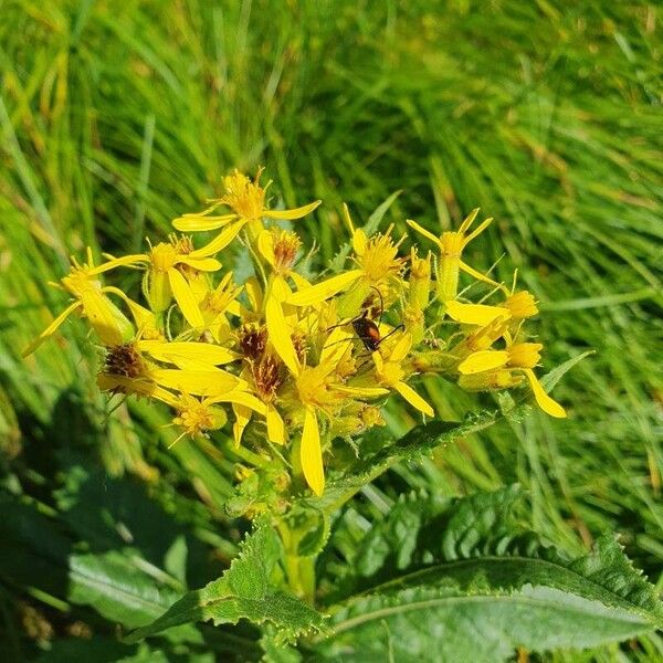 Senecio hercynicus Flower