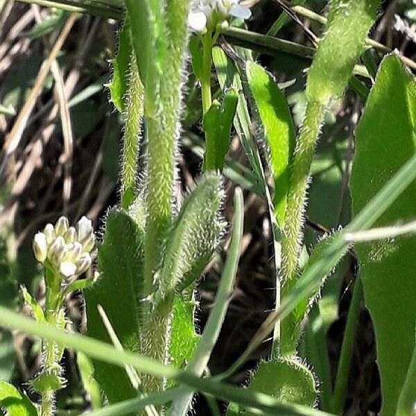 Arabis hirsuta पत्ता