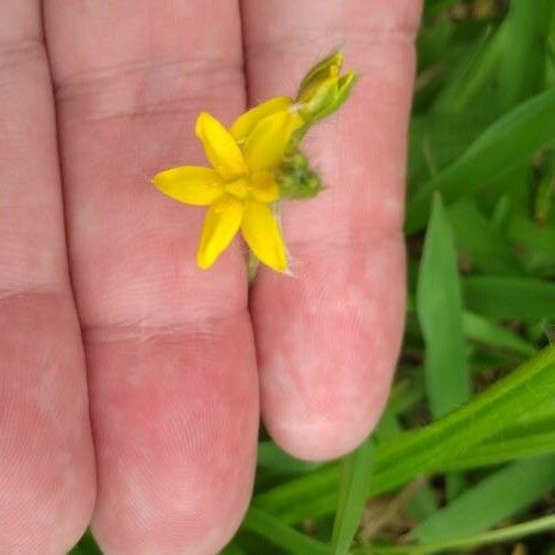 Hypoxis hirsuta Çiçek