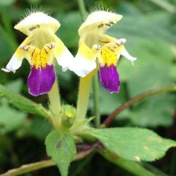 Galeopsis speciosa फूल