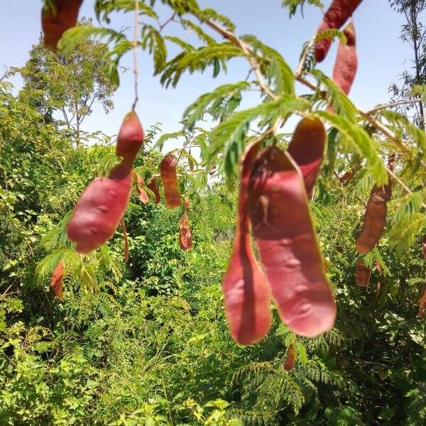 Senegalia gaumeri Blatt