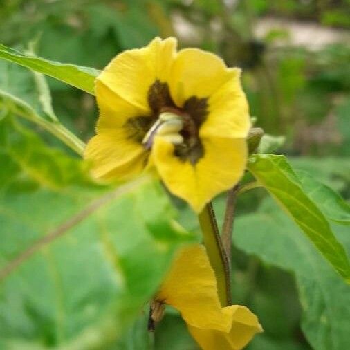 Physalis philadelphica Квітка