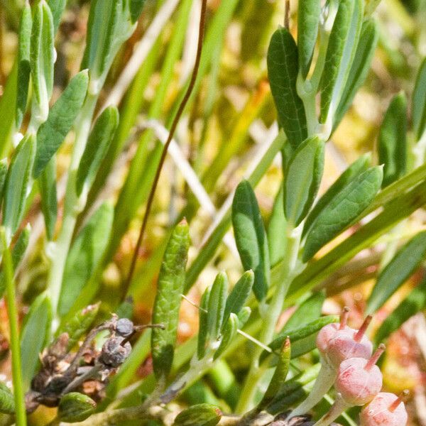 Andromeda polifolia Meyve