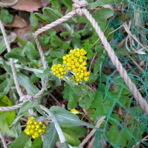 Pseudognaphalium affine Flower