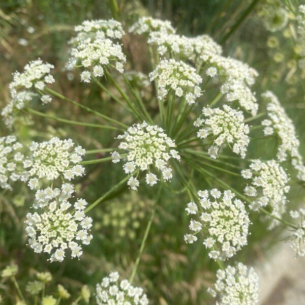 Peucedanum oreoselinum Flower