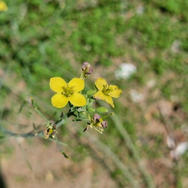 Diplotaxis tenuifolia ফুল