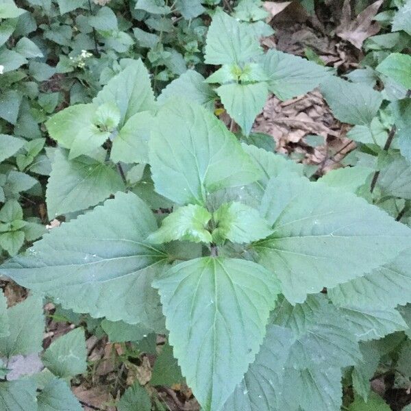 Ageratina adenophora Blatt