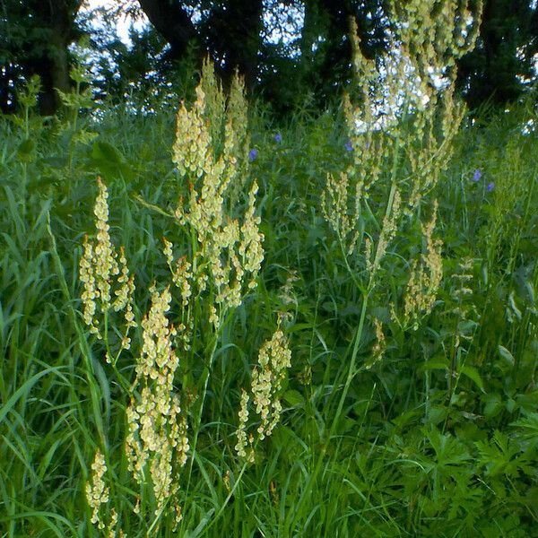 Rumex thyrsiflorus Hàbitat