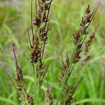 Echinochloa crus-galli Flower