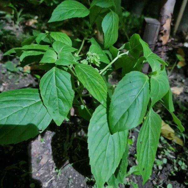 Ocimum campechianum Leaf