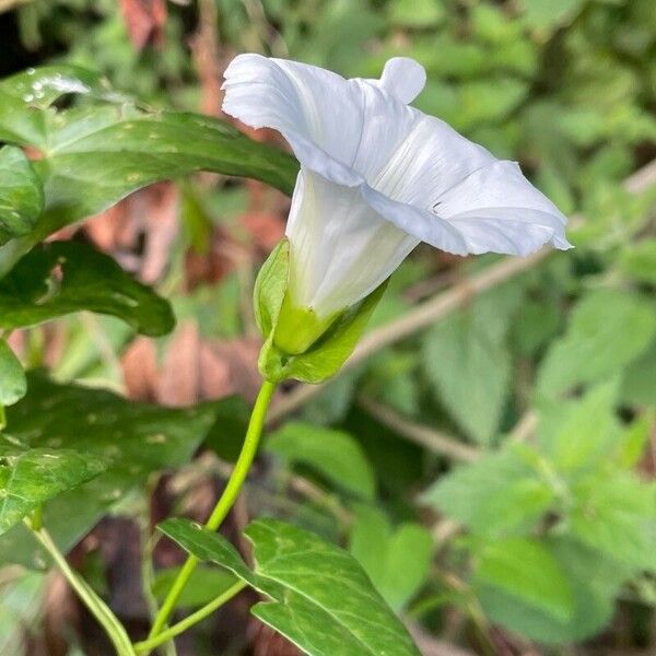 Convolvulus sepium Flor