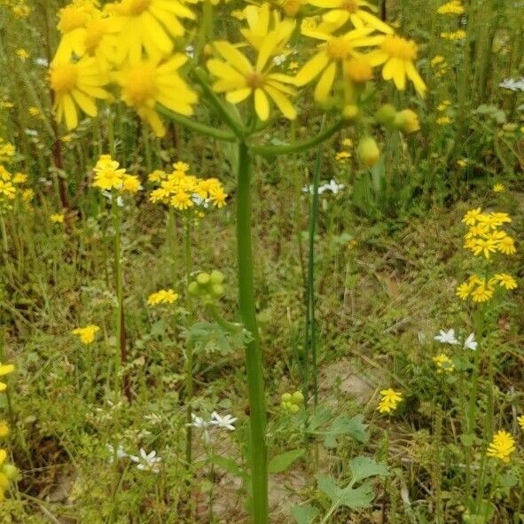 Packera glabella Flower