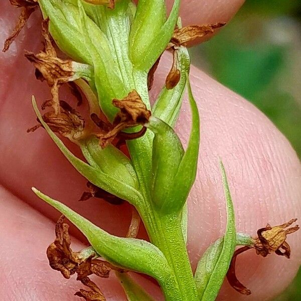 Gymnadenia odoratissima Hedelmä