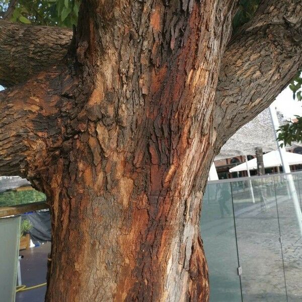 Corymbia ficifolia Bark