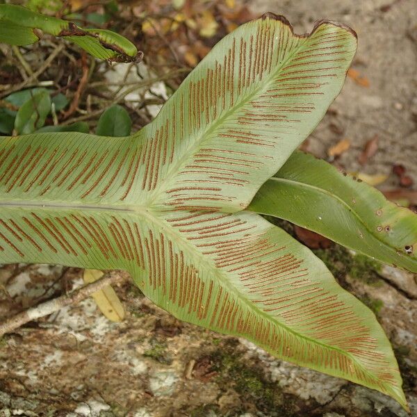 Asplenium africanum 葉