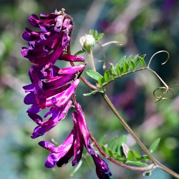 Vicia eriocarpa Flors