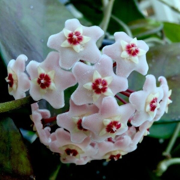 Hoya carnosa Fiore
