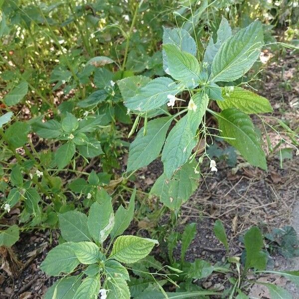 Impatiens parviflora आदत