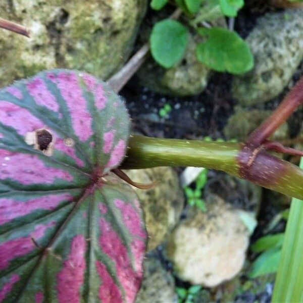 Begonia brevirimosa Kéreg