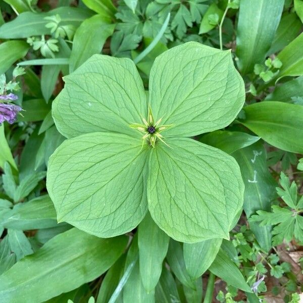 Paris quadrifolia Fuelha