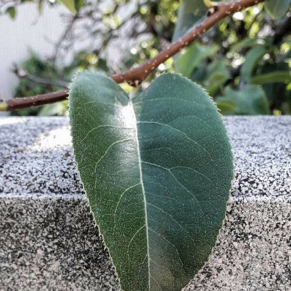 Pyrus communis Лист