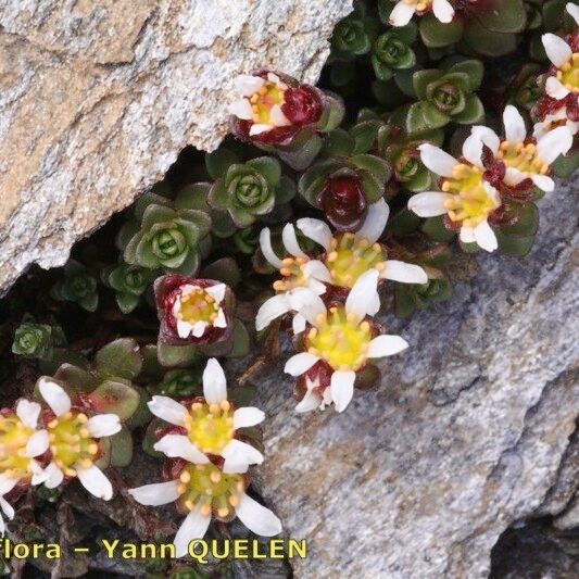 Saxifraga biflora 整株植物