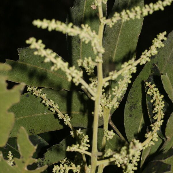 Sapindus saponaria Folha