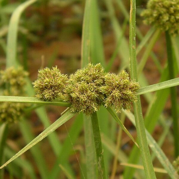 Cyperus blepharoleptos Blüte