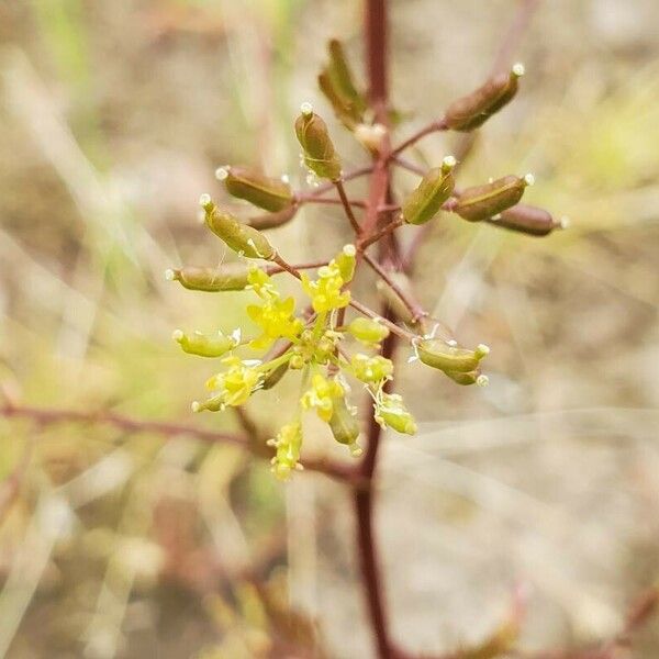 Rorippa palustris Fruit