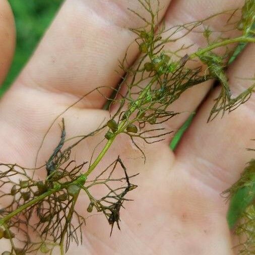 Utricularia vulgaris Vili