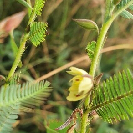 Chamaecrista mimosoides Цветок