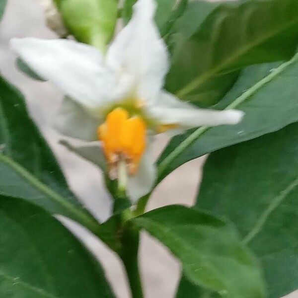 Solanum pseudocapsicum Çiçek