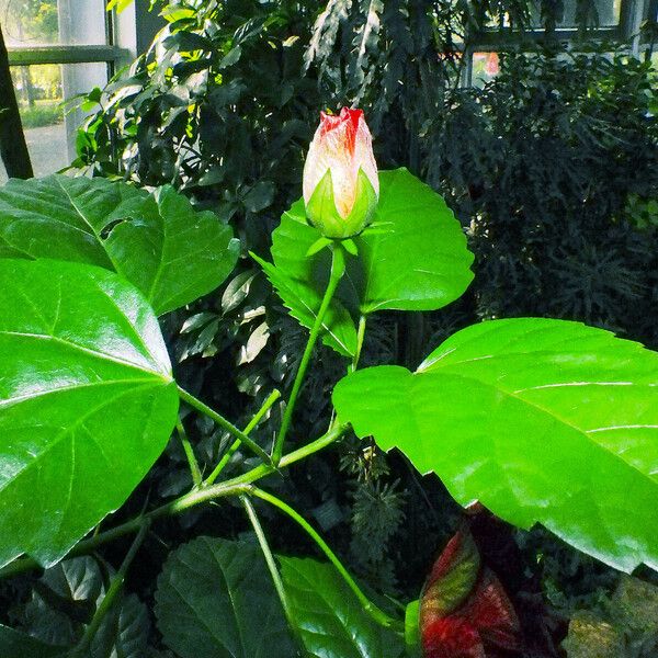 Hibiscus rosa-sinensis برگ