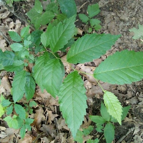 Ulmus americana Liść