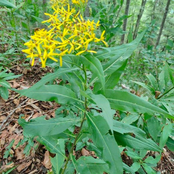 Senecio ovatus Blatt