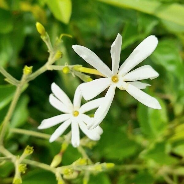 Jasminum fluminense फूल