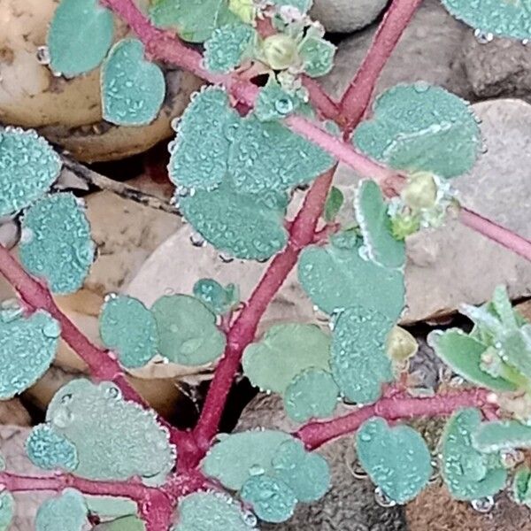 Euphorbia prostrata Folha