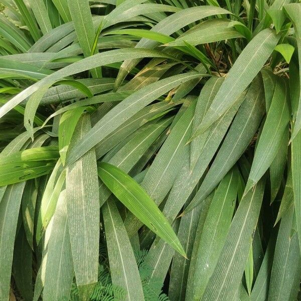 Setaria palmifolia Blad