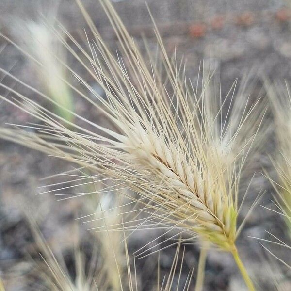 Hordeum murinum 果實