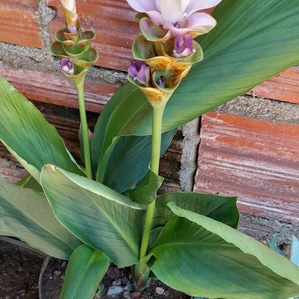 Curcuma alismatifolia Цвят