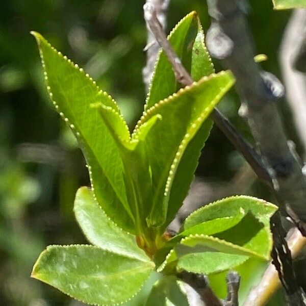 Salix pentandra Blatt