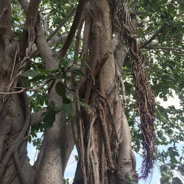 Ficus thonningii Облик