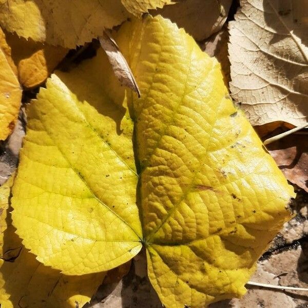 Tilia platyphyllos Лист