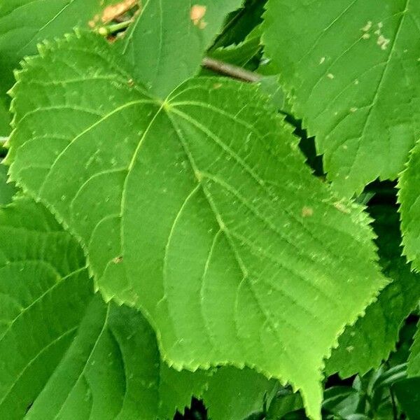 Tilia platyphyllos Frunză