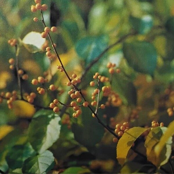 Celastrus orbiculatus Fruit