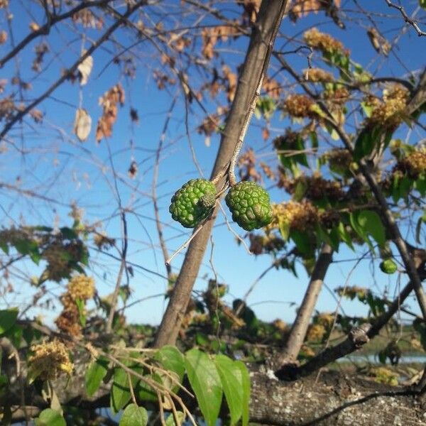 Guazuma ulmifolia Fruto